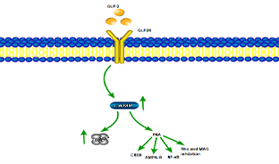 腸道守護者--GLP2R
