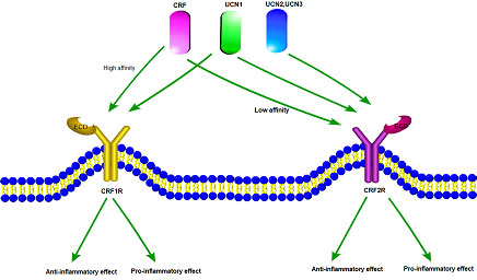 能量平衡的重要靶點——CRF1R和CRF2R