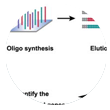 CRISPR-Cas9 sgRNA文庫(kù)合成